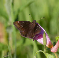 Image of Northern Cloudywing