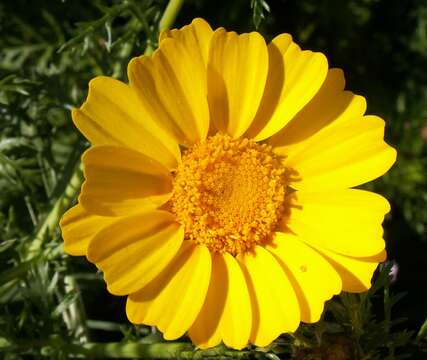 Слика од Glebionis coronaria (L.) N. N. Tzvel.
