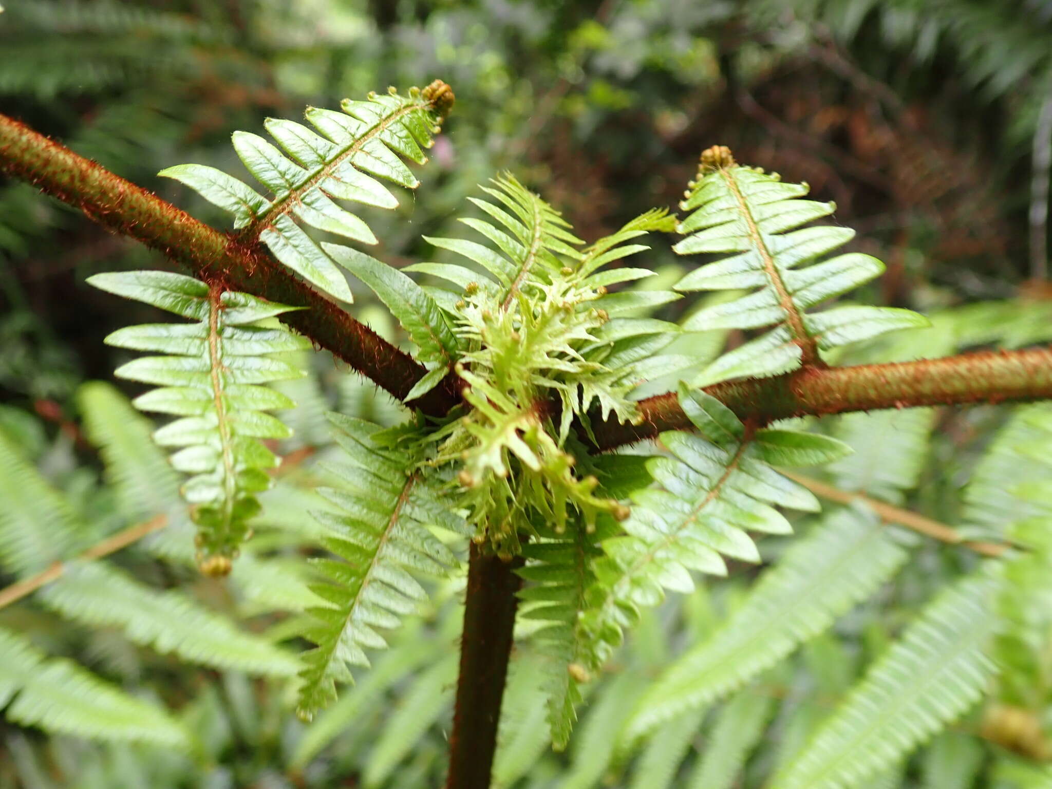 Image of Diplopterygium blotianum (C. Chr.) Nakai