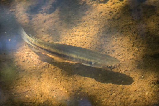 Image de Galaxias fasciatus Gray 1842