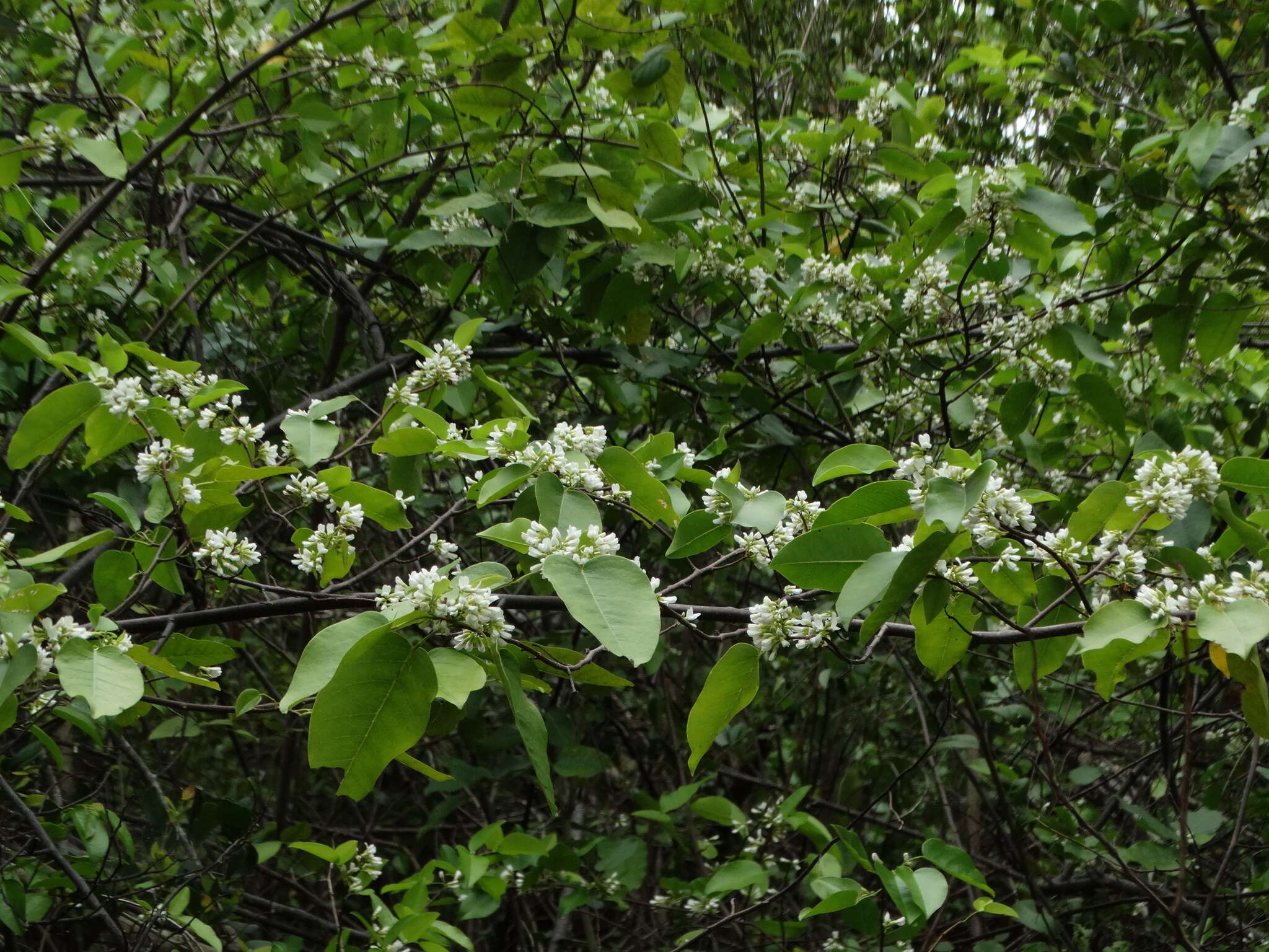 Plancia ëd Dalbergia brownei (Jacq.) Urb.