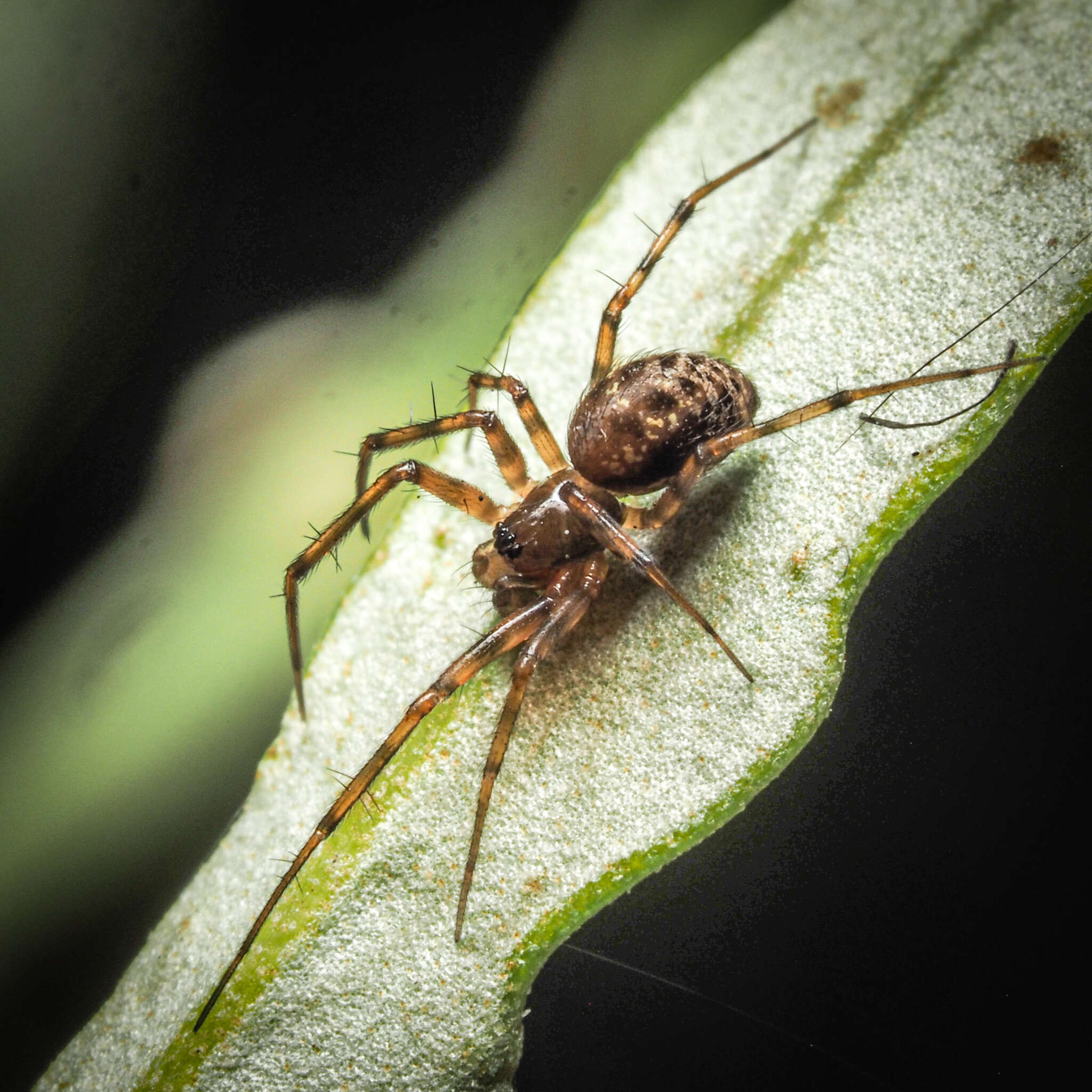 Lepthyphantes minutus (Blackwall 1833) resmi