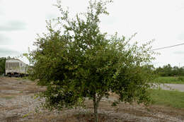 Image of Myrtle Oak