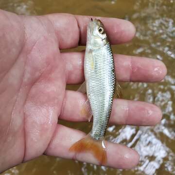 Image of Bluntface shiner