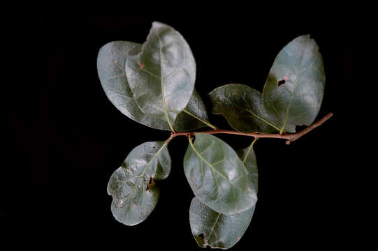 Image of Myrtle Oak