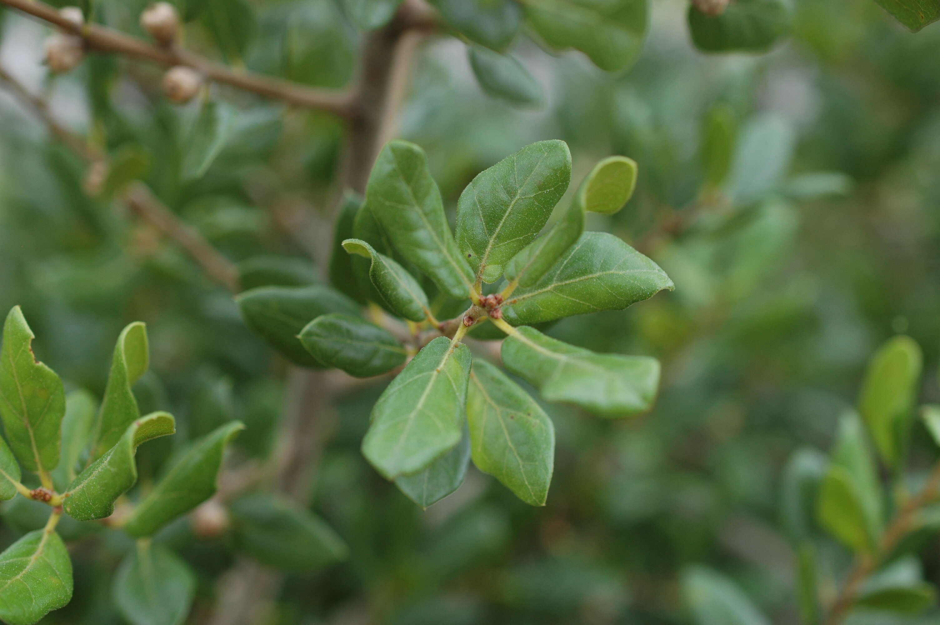 Image of Myrtle Oak