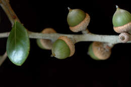 Image of Myrtle Oak