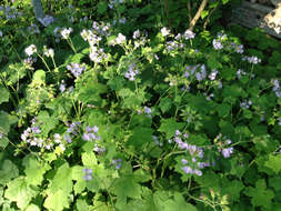 Image de Hydrophyllum appendiculatum Michx.