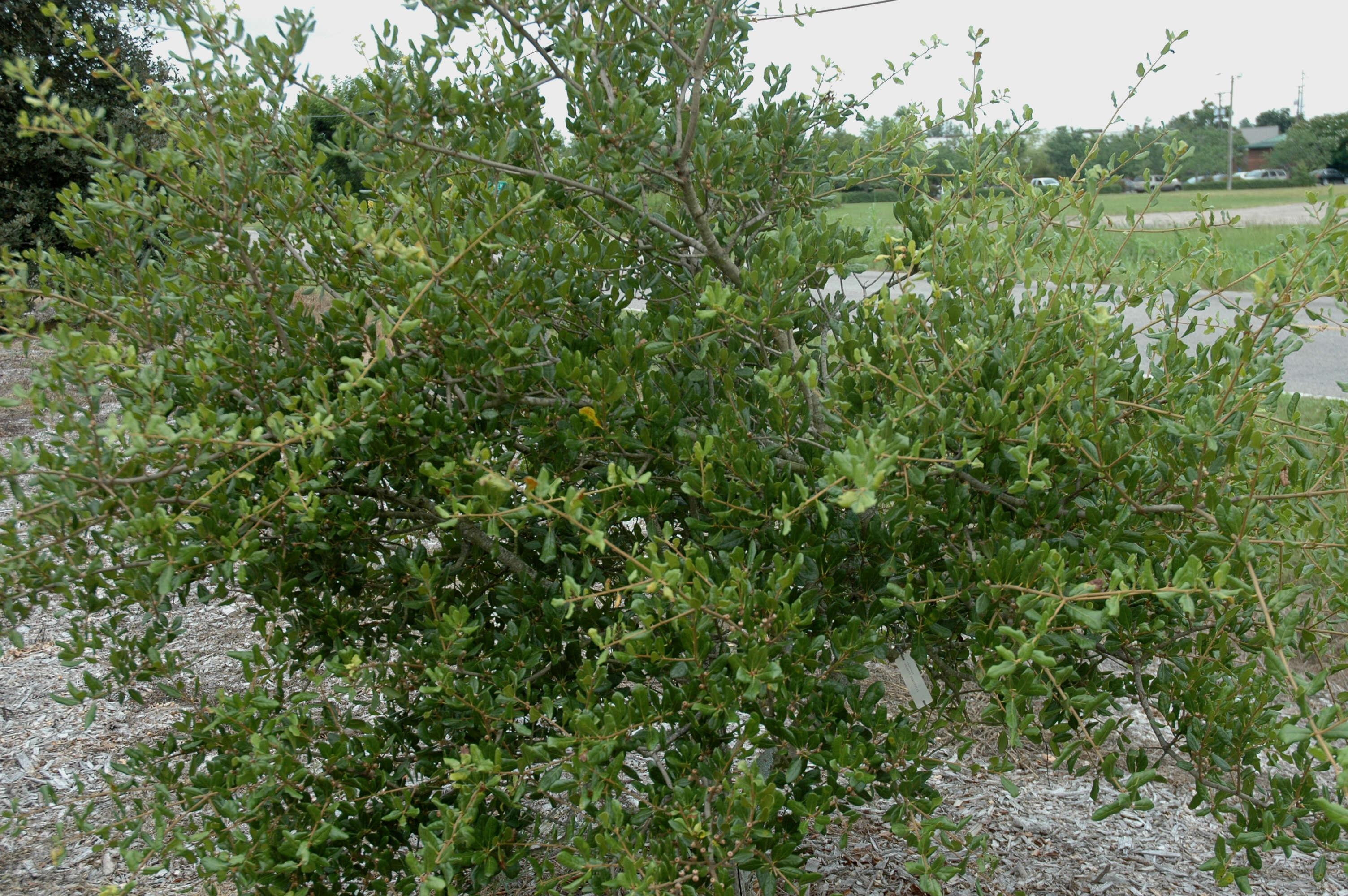 Image of Myrtle Oak