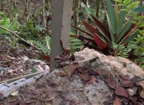 Image of Palau Bevel-nosed Boa