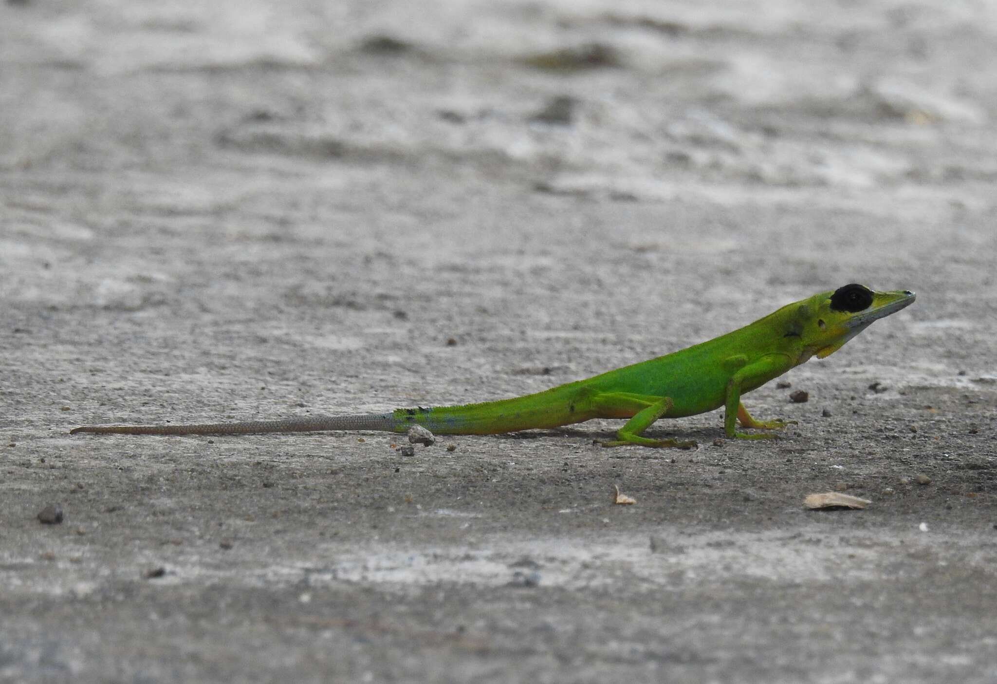 Image of Saint Vincent's Bush Anole