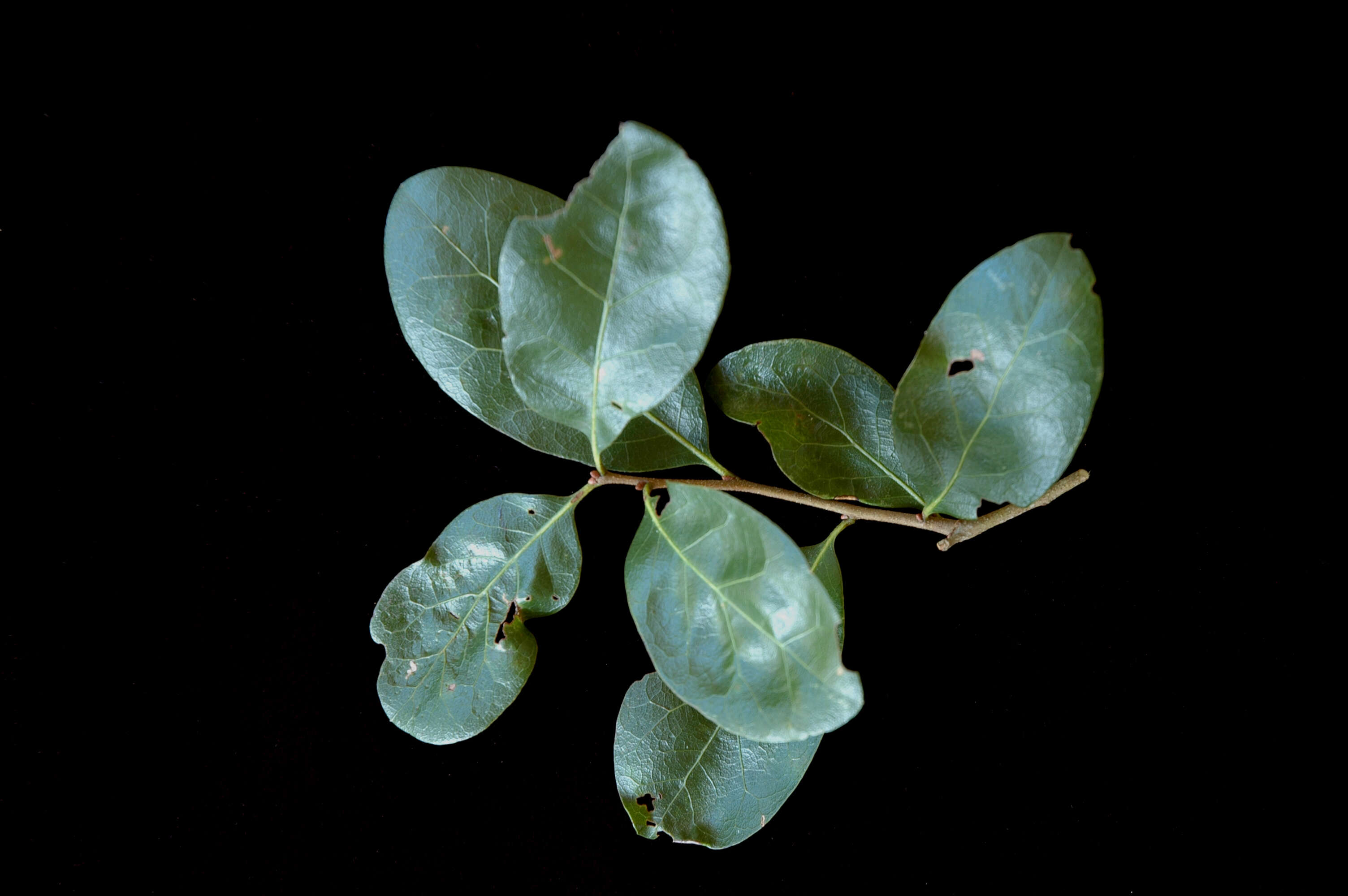 Image of Myrtle Oak