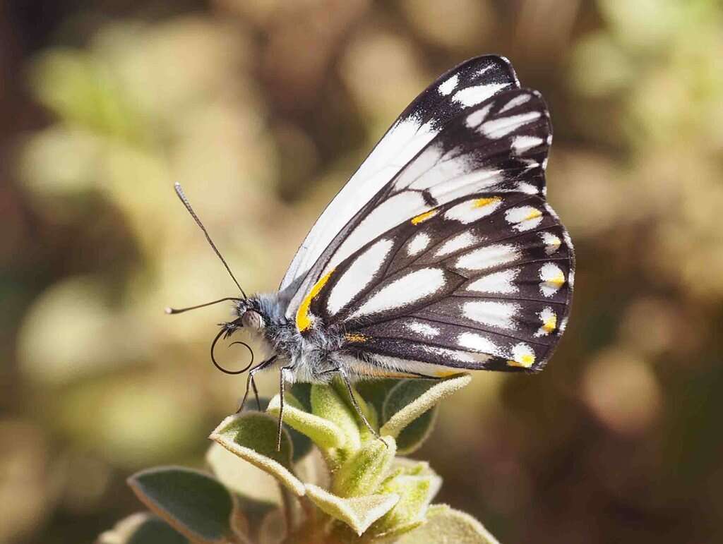 Image de Belenois java (Sparrman 1768)