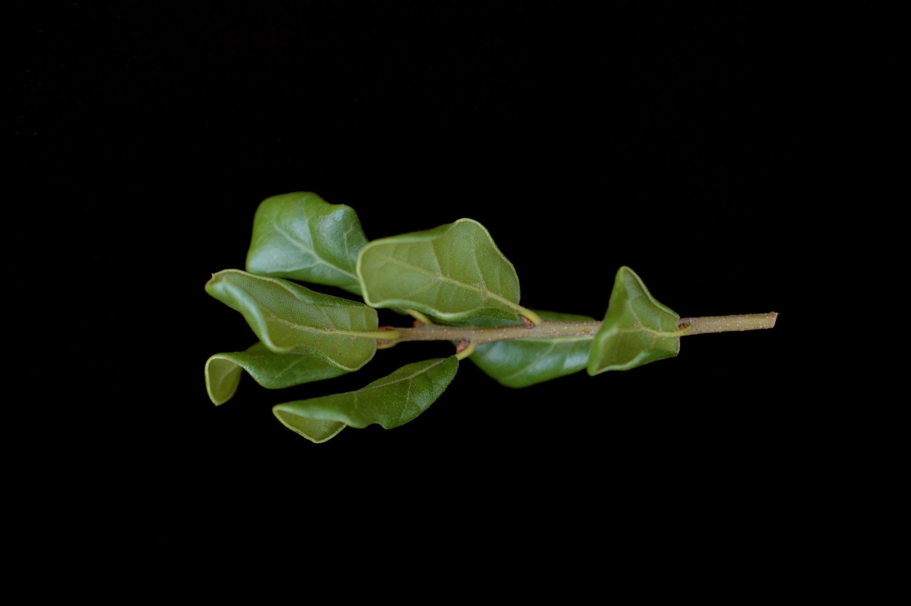 Image of Myrtle Oak