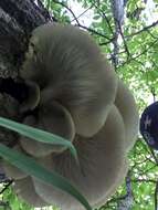 Image of Pleurotus populinus O. Hilber & O. K. Mill. 1993