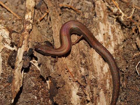 Image of Highlands Forest-skink