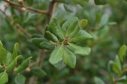 Image of Myrtle Oak