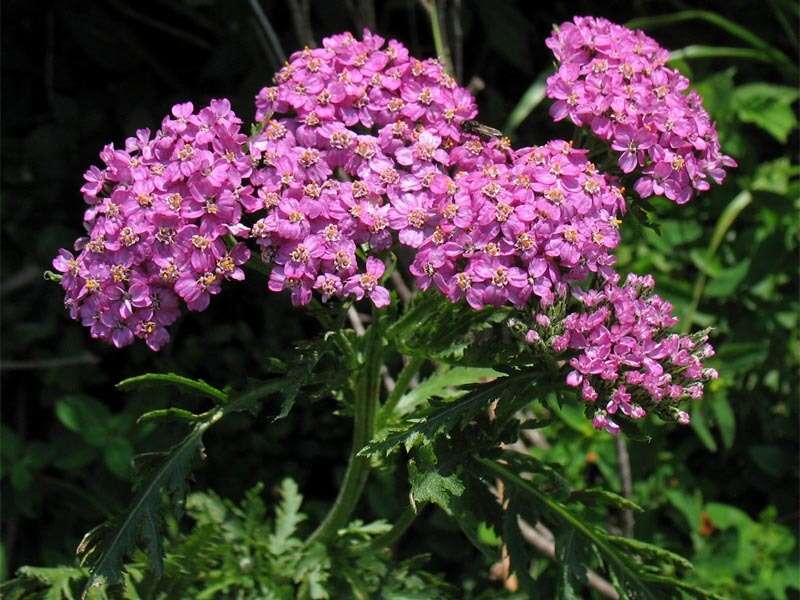 Image of Achillea carpatica Blocki ex O. N. Dubovik