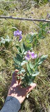 صورة Lathyrus nervosus Lam.