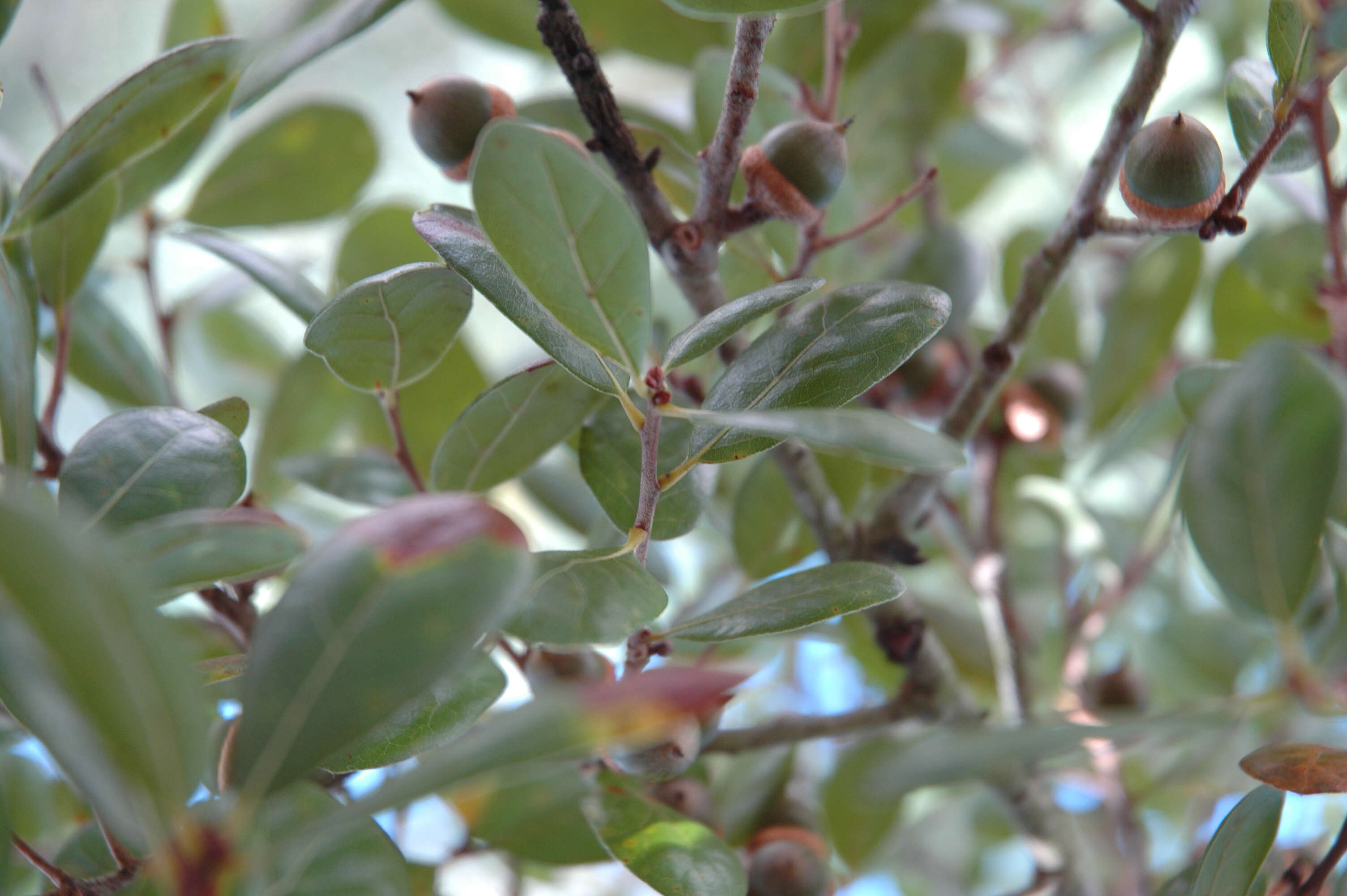 Image of Myrtle Oak