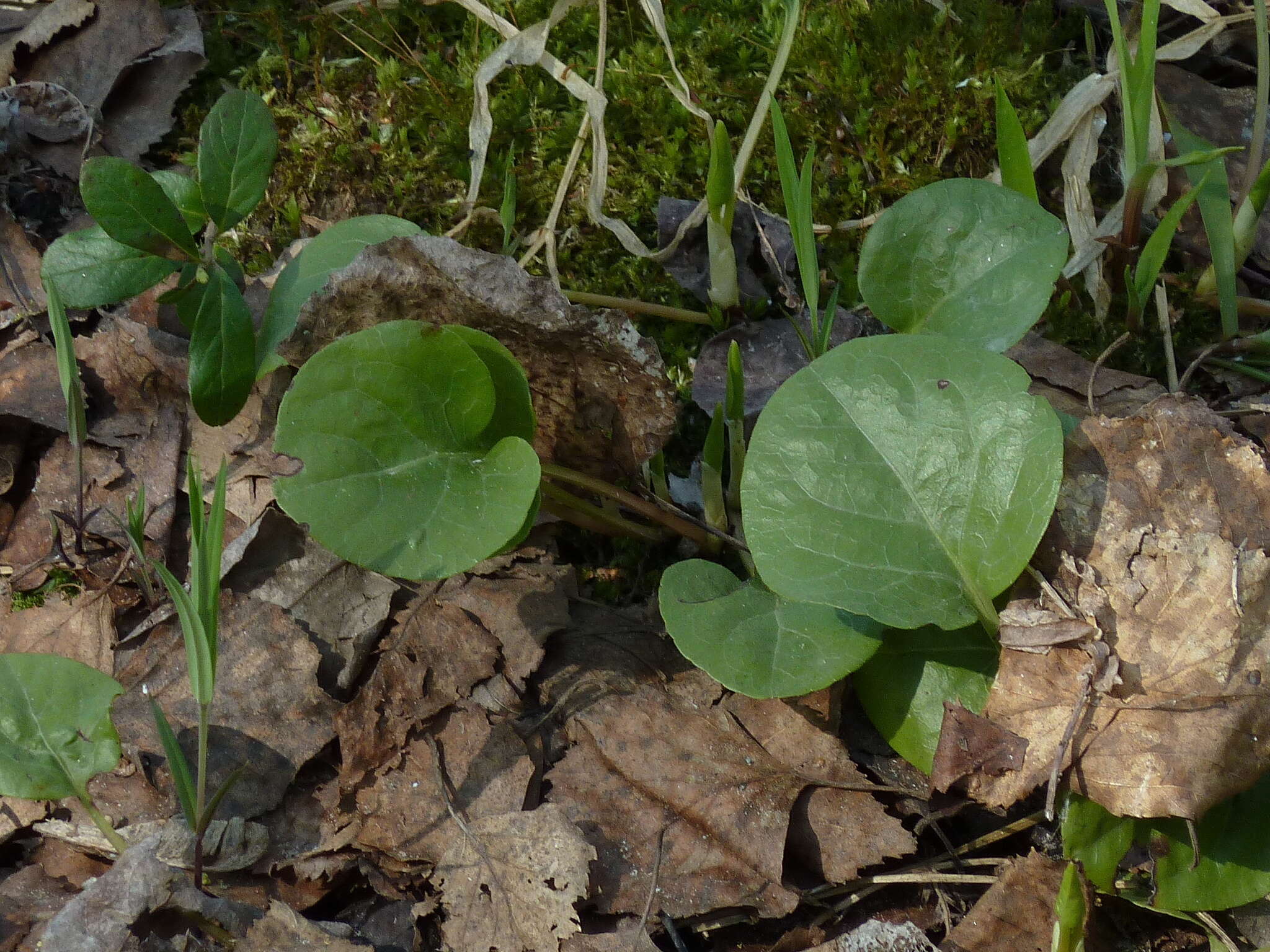 Plancia ëd Pyrola rotundifolia L.