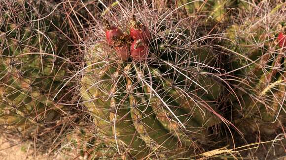 Image of <i>Hamatocactus hamatacanthus</i>