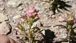 Image of cryptantha owl's-clover