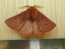 صورة Anthela ferruginosa Walker 1855