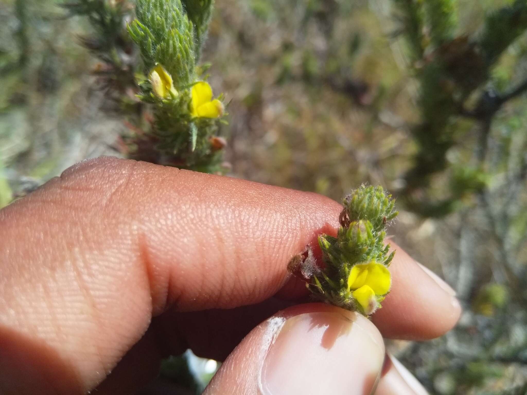 Image of Aspalathus asparagoides subsp. rubrofusca (Eckl. & Zeyh.) R. Dahlgren