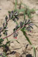 Слика од Onosma tinctorium M. Bieb.