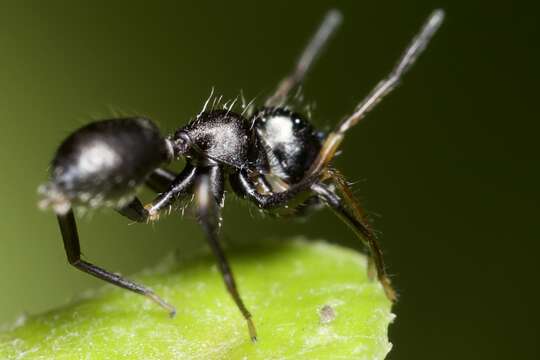 Image of Sympolymnia lauretta