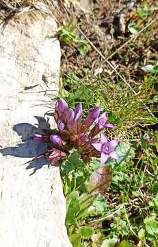 Imagem de Gentianella insubrica (H. Kunz) J. Holub