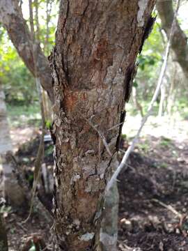 Image of Xylosma horrida Rose