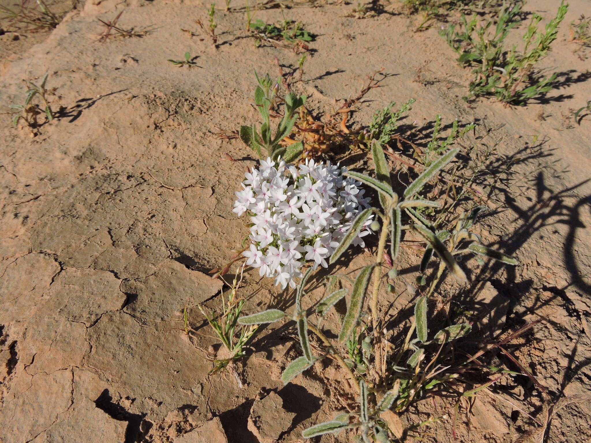 Plancia ëd Macgregoria