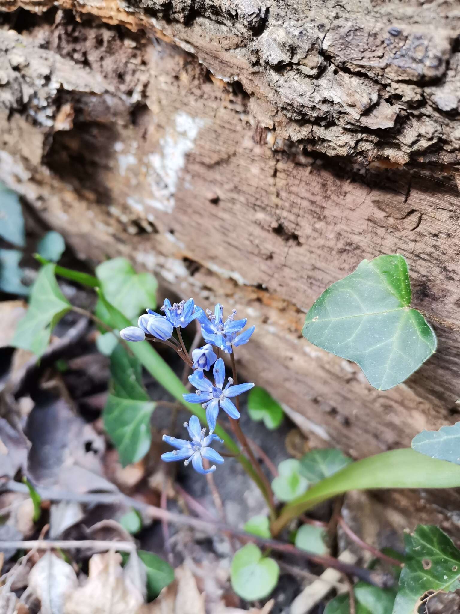 Image of Scilla vindobonensis Speta