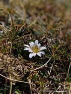 Image of Hypochaeris taraxacoides (Meyen & Walp.) Ball