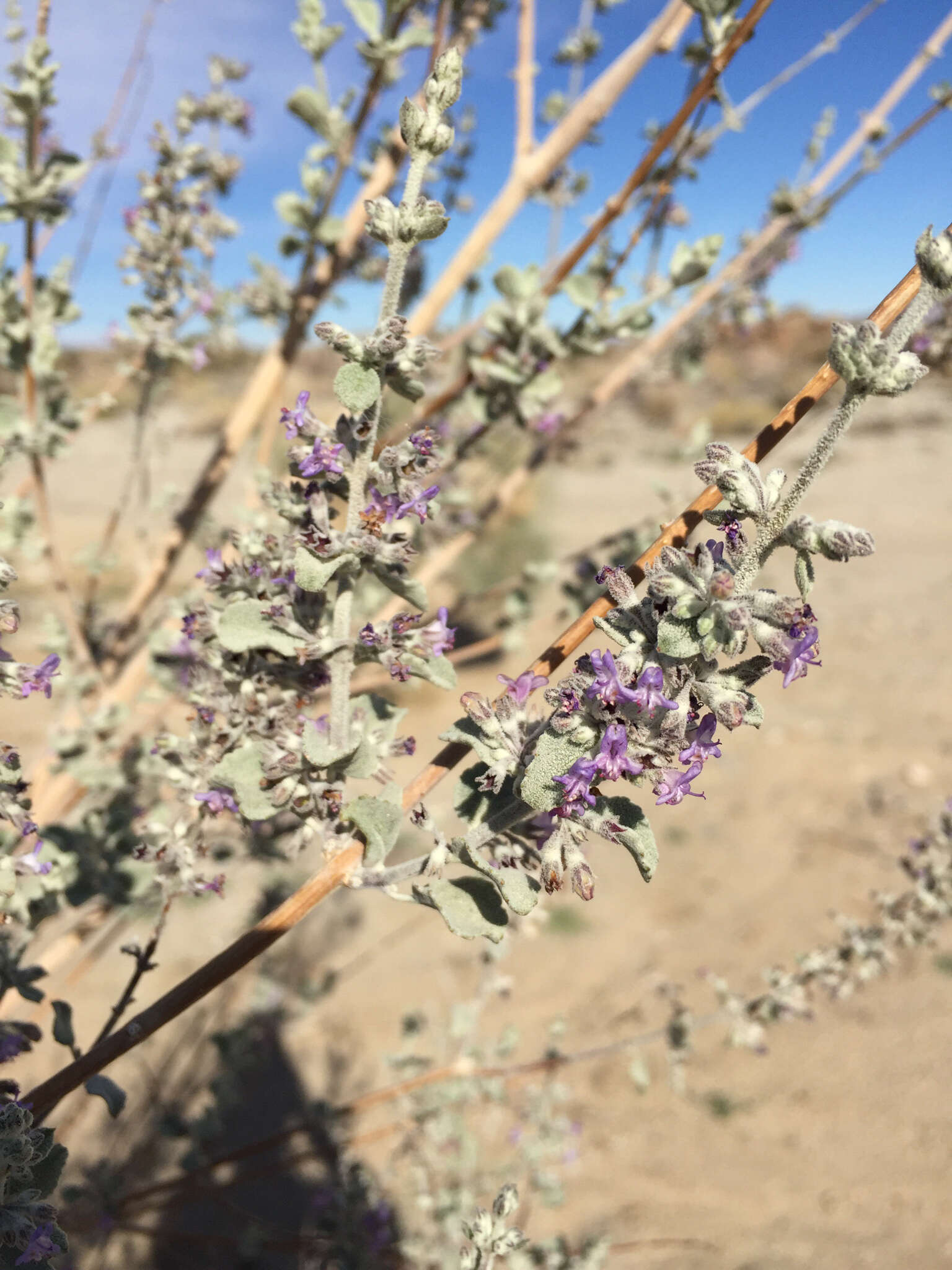 Image of desert lavender