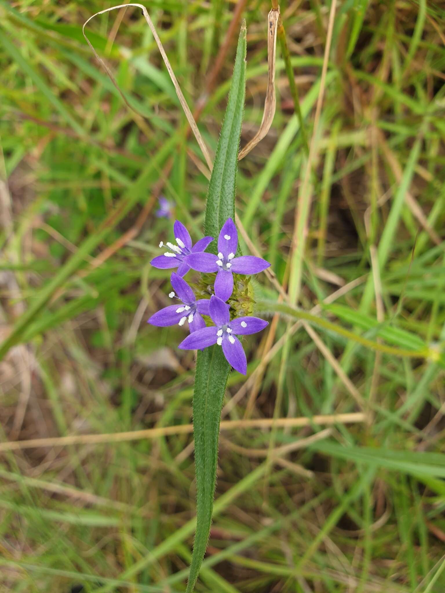 Plancia ëd Spermacoce dibrachiata Oliv.