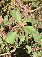 Image of single-leaf ash