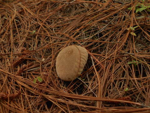 Image de Lycoperdon umbrinum Pers. 1801