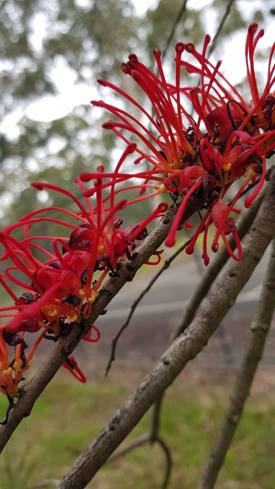 Image de Hakea orthorrhyncha F. Müll.