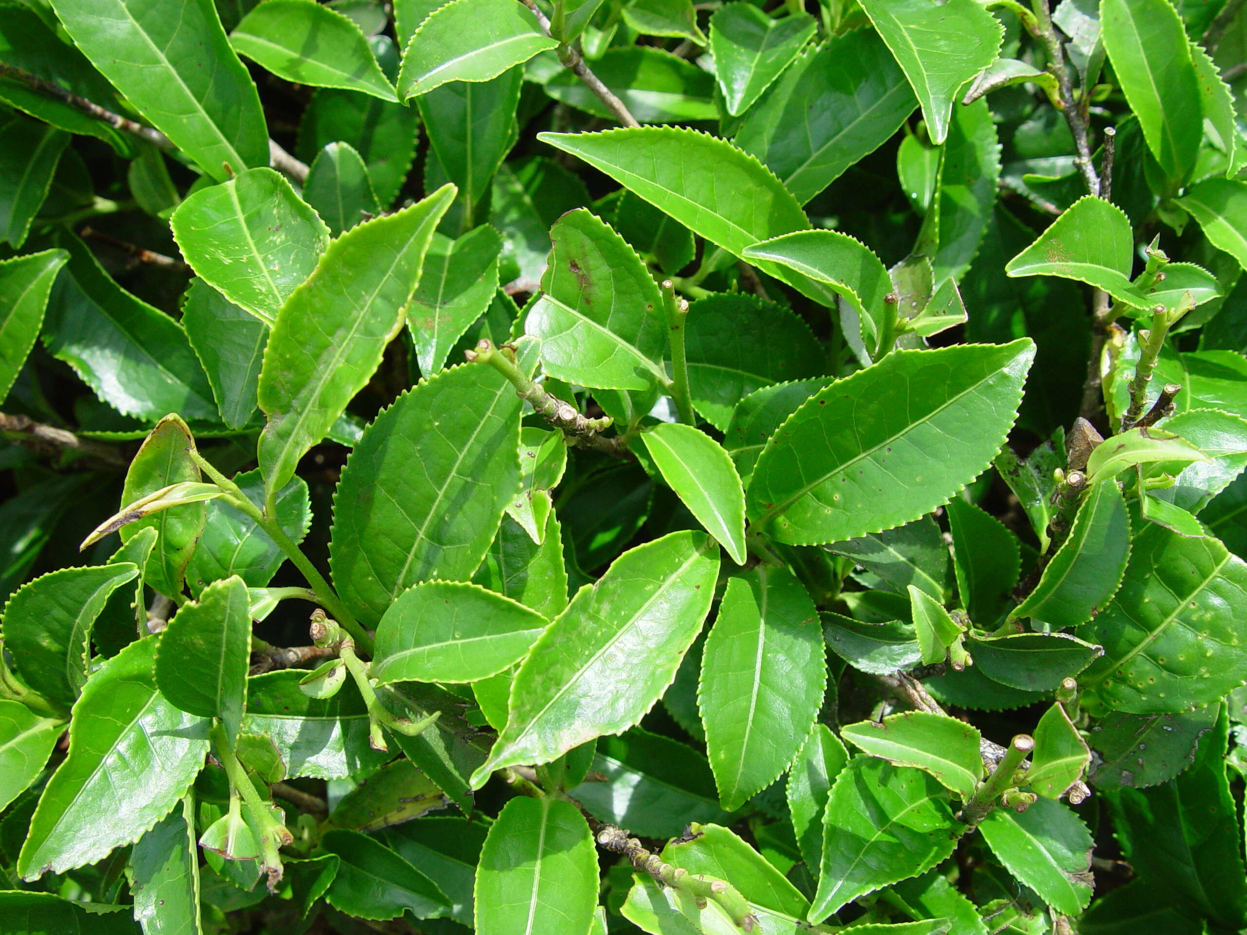 Image of Tea plant