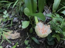 Image of Haemanthus albiflos Jacq.