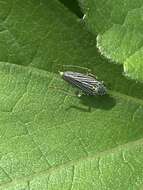 Image of Graphocephala appropinquans (Fowler 1899)