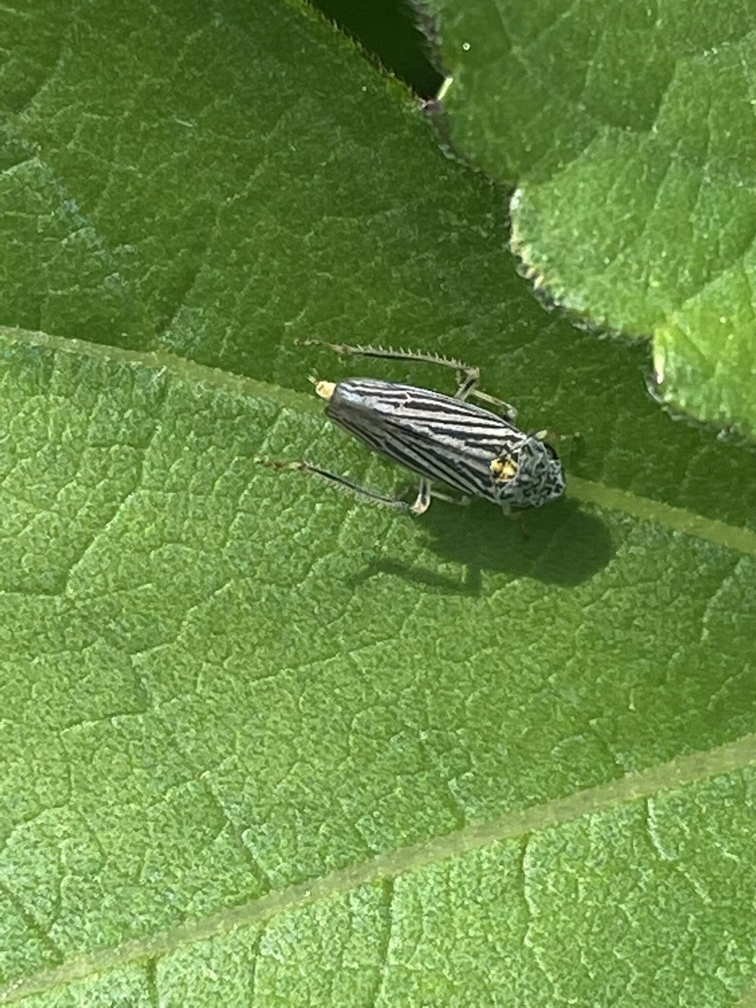 Image of Graphocephala appropinquans (Fowler 1899)