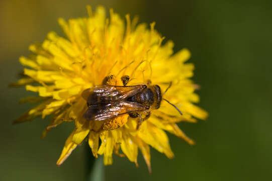 Image of Halictus scabiosae (Rossi 1790)