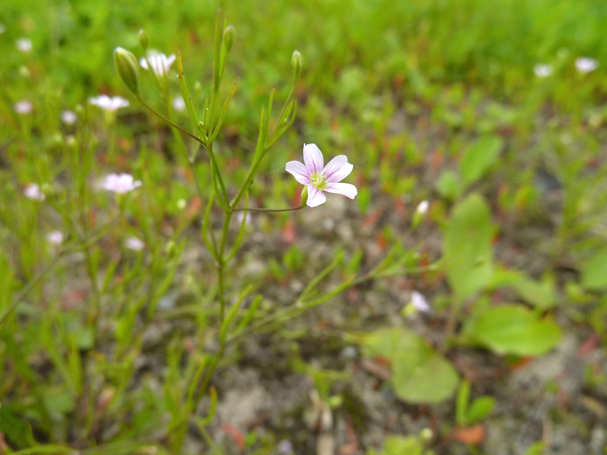 Image of Russian vine