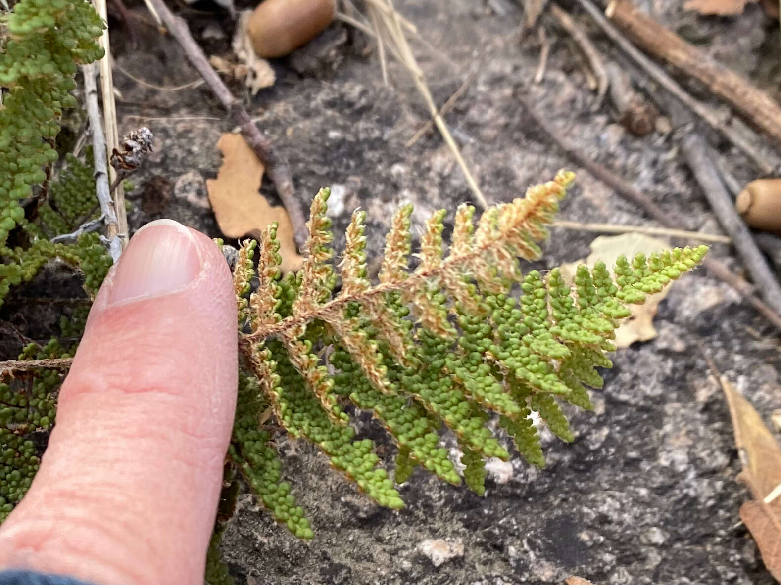 Image of beaded lipfern