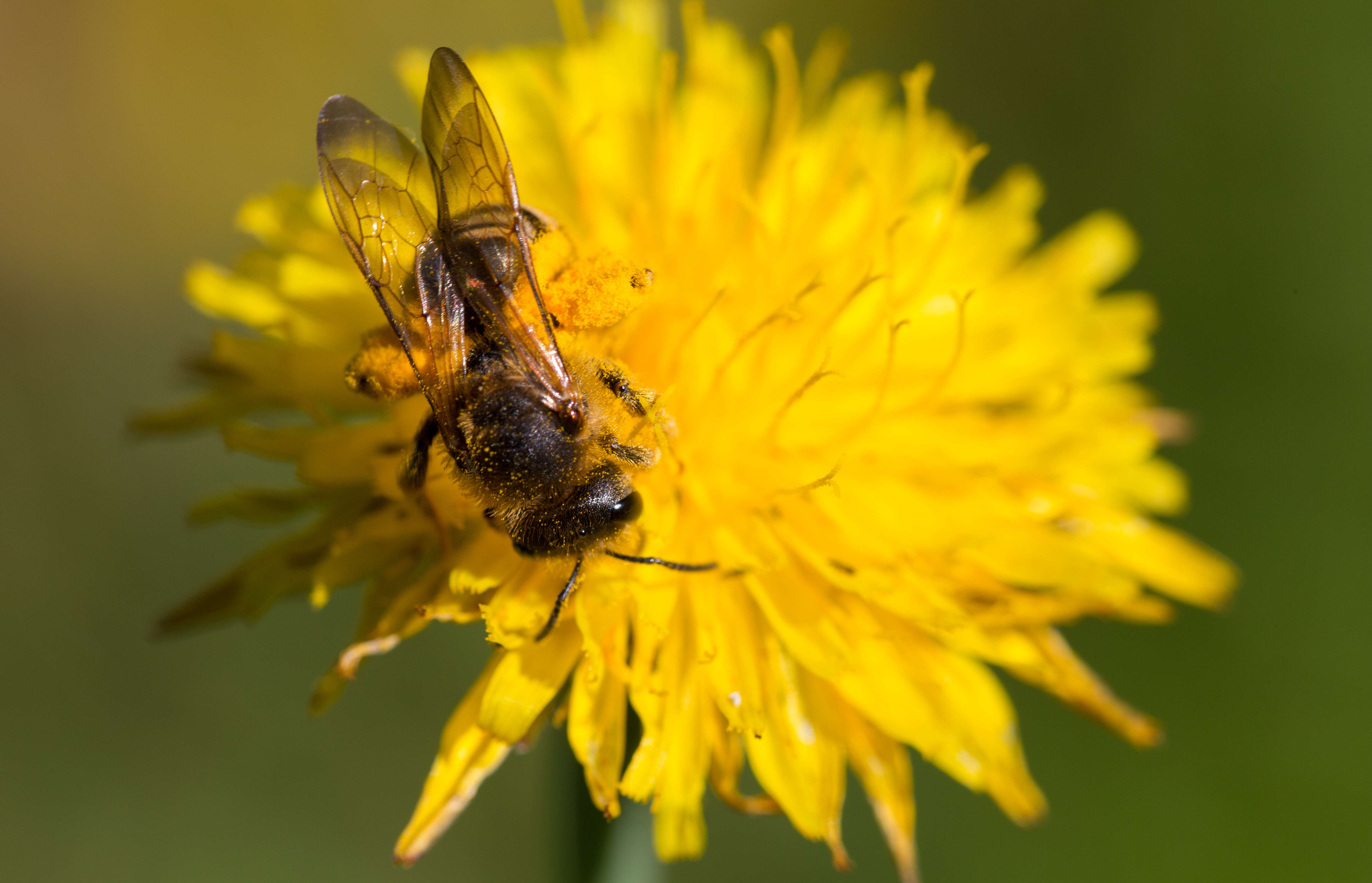 Image of Halictus scabiosae (Rossi 1790)