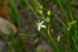 Image of Texas sunnybell